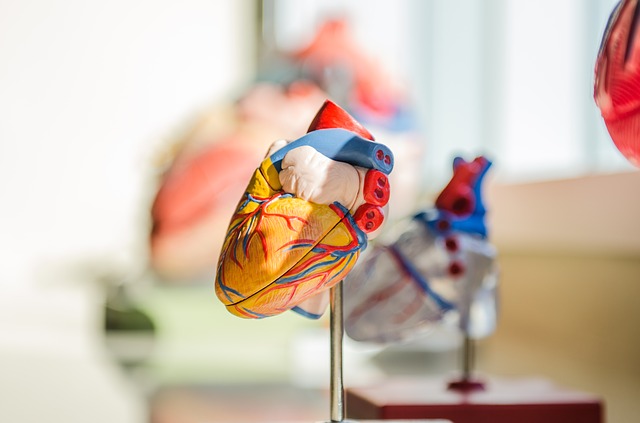 Un cuore malato può ripararsi